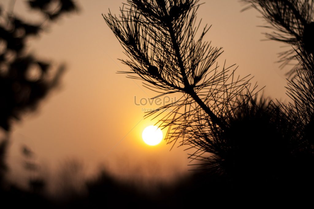 Sun setter near me